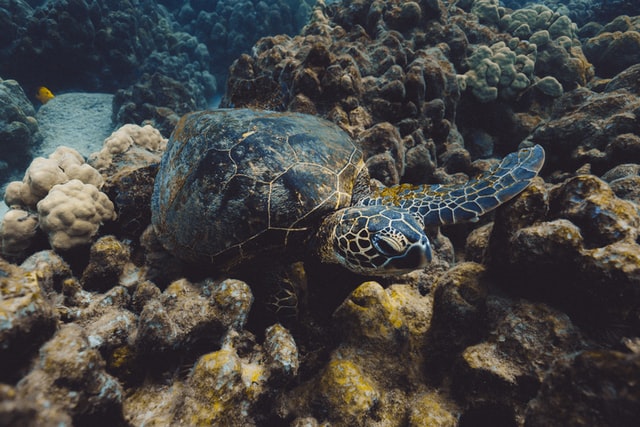 ホヌ ウミガメ はハワイアンジュエリーでいつも身近に 海好きには プライベートビーチ がおすすめ 結婚指輪 婚約指輪ハワイアンジュエリー Private Beach